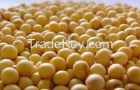 Dried Soybean / Dried Yellow Corn 