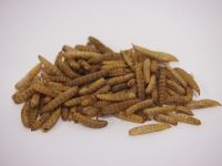 Dried Black Soldier Fly BSF Whole Larvae