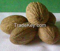 Sound unassorted Nutmeg seed dried( out of shell)