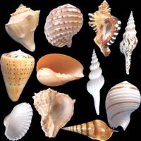 Seashells