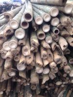 Tonkin, Tam Vong, Gai, Bamboo Poles