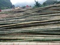 Tonkin, Moso, Giant Bamboo Poles