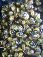 Snail Helix Aspersa Maxima