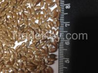 Flax seeds/linseeds