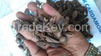 Black Cardamom