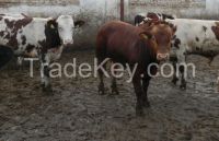 Aberdeen Angus cattle