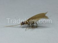 Ginger Cream Caddis dry fly