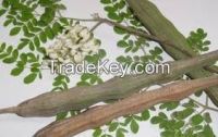 moringa oleifera (Kelor)
