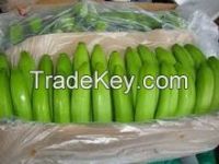 FRESH GREEN CAVENDISH BANANAS