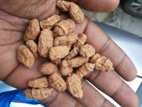 Tiger Nut