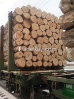 Birch, Spruce, Pine logs From Lithuania, Russia, Europe.