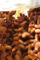 ORGANICS Deglet Nour DATES with Branch From Algeria. Cat: EXTRA