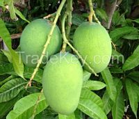 fresh mangos