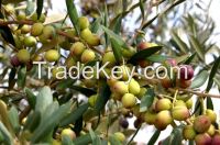 Moroccan virgin olive oil
