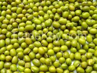 Mung beans