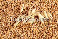 Export of Russian wheat, barley, yellow corn