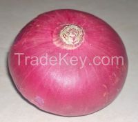 Fresh Red / Pink Onion