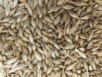 Wholesale barley