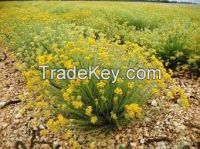 Essential immortelle oil helichrysum italicum