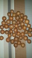 MACADAMIA NUTS