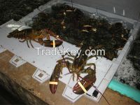 Live,frozen and whole lobsters grade A
