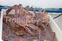 snow crab frozen, legs with lobsters or live 