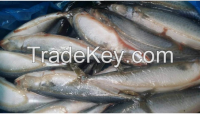 mackerel sumber scumbrus