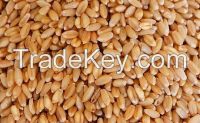 Rye Seeds