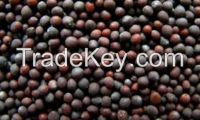 Black Mustard Seed