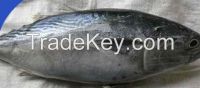 Frozen Bonito Fish