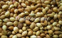 Best quality of Coriander Seed