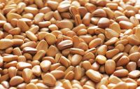 Pine nut