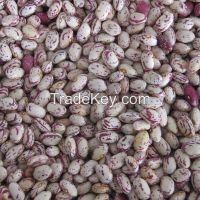 Light Speckled Kidney Beans