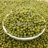 Chinese green mung bean