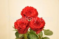 Tanaflora.  40ha greenhouses and so far 37ha of roses of best quality are already on the market.