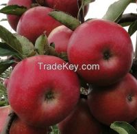 Apples idared