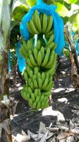 FRESH GREEN CAVENDISH BANANA