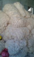 Sheep Raw Wool