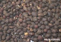 Palm Kernel