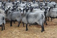 Breeding Sheep of Romanov breed