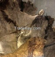 100% Wet Salted Donkey Hides & Cow Hides