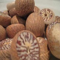 High Quality Dried Betel Nut With Cheapest Price