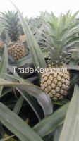 Fresh Queen Pineapple