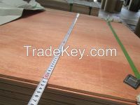 Poplar plywood/lvl okume Commercial plywood