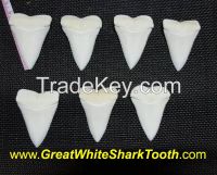 Full Great White Shark Tooth From Same Jaw