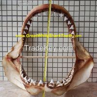 Real Great White Shark Jaw