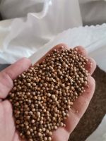 coriander seeds