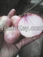 https://jp.tradekey.com/product_view/Dried-Fishes-Onions-Ginger-Garlic-Dried-Vegetables-And-Many-Others--8432523.html