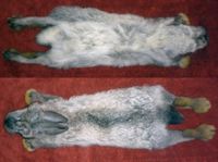 Frozen rabbit skin/ natural rabbit fur pelt