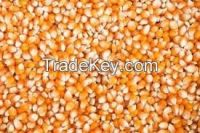 Dried Yellow / White Corn